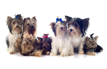 group of  yorkshire terrier