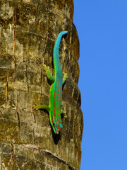 Turquoise gecko