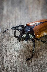 Rhino big horn beetle bug