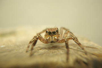 Close up spider
