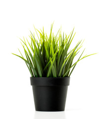 grass in  flowerpot