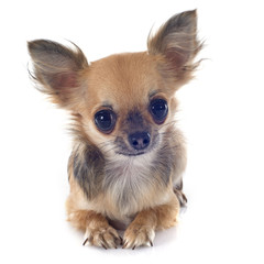 puppy chihuahua