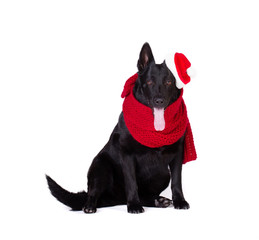 black shepherd in santa  clothing