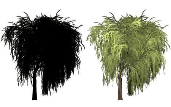 Weide willow