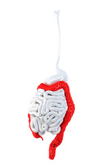 3d render of human digestive system