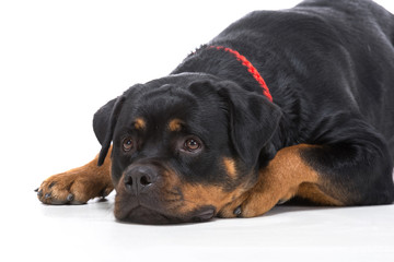 Fototapeta premium Dogs