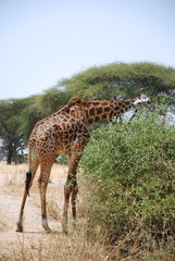 One day of Safari in Ruaha Park in Tanzania-Africa