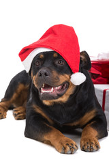 Fototapeta premium Dogs