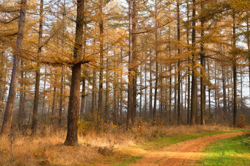 larch tree forest in autumn