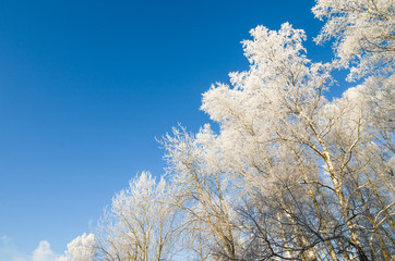 Obraz na płótnie Canvas The tops of trees covered with hoarfrost against the blue sky