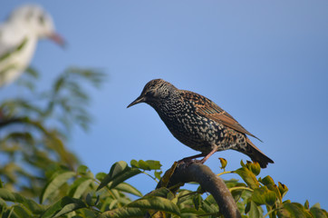 common starling in tree
