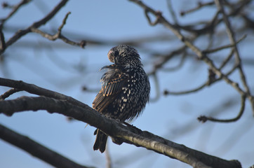 common starling in tree