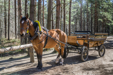 Horse-drawn carriage in close up
