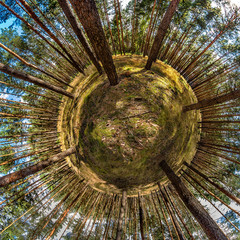 pine woods - little planet