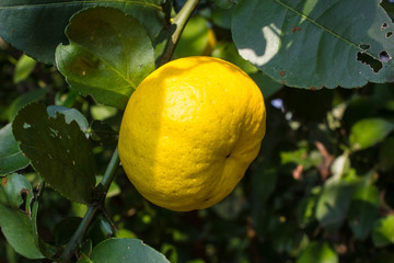 lime tree (lemon tree)