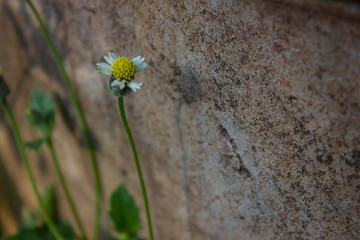 Obraz premium Mexican daisy, Coat buttons (Tridax procumbens L.)