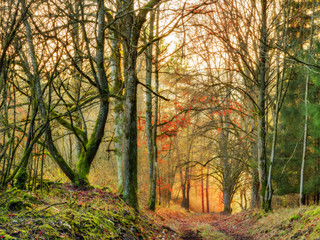 Fototapeta premium November Sunset Forest