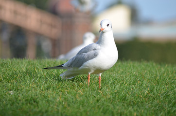 black-headed gull