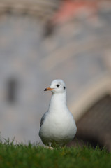 black-headed gull