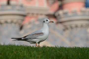 black-headed gull