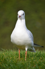 Black-headed gull