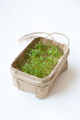 Cress sprouts on a white background