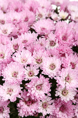 Chrysanthemum flowers background