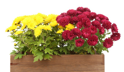 Chrysanthemum bush in wooden box isolated on white © Africa Studio
