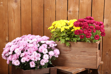Chrysanthemum bushes in wooden boxes on wooden wall background