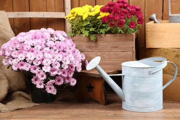 Chrysanthemum bush in wooden boxes on wooden wall background