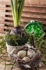 nest with  quail eggs on background grass and green clock