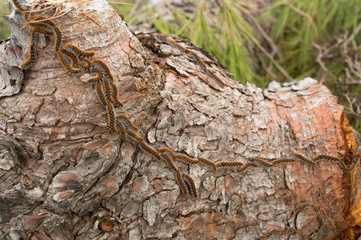 The Pine Processionary (Thaumetopoea pityocampa)