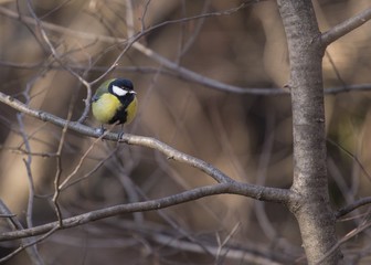 Great Tit