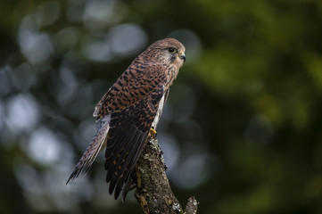 Woodland Kestrel 1