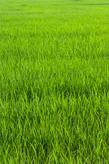 Green rice field