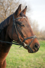 Portrait of a Furioso North Star breed bay horse.