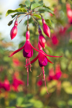 Fuchsia The Hanging Flower