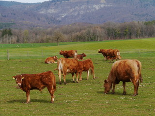 Fototapeta na wymiar Red brown cows with calves in a meadow in spring