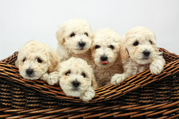 Cute little dogs in a wooden basket