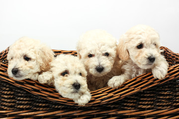 Cute little dogs in a wooden basket