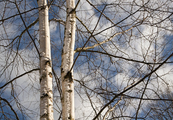 Beautiful birch trees in Winter