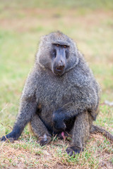 Baboon
