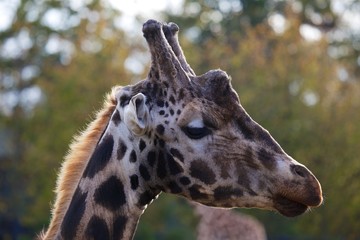 Giraffe