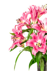 pink lily flower blossoms isolated on white. fresh bouquet