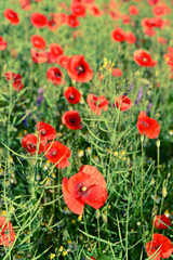 Obraz premium Poppy flowers outdoors