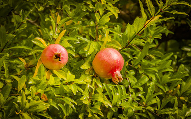 Granatapfel, Granatapfelbaum, Grenadine, Herbst, Italien
