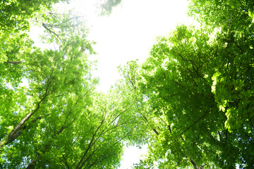 Fototapeta na wymiar Beautiful trees in forest