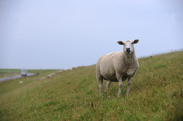 Schaf auf dem deich