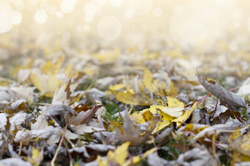 autumn background