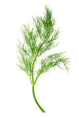 fresh dill herb leaf. food ingredient